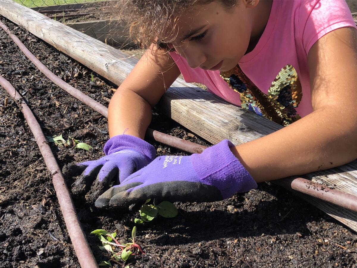 Sage Garden Project has awarded a grant to Skyline and Solana Vista Schools to help with their garden and nutritional education.