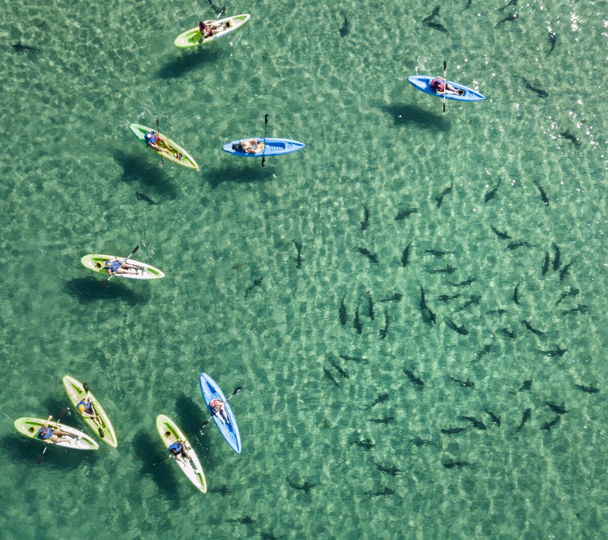Kayakers float above leopard sharks in the clear, shallow water of La Jolla Shores