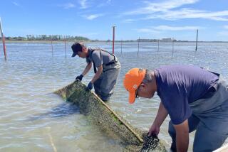 Kawai and Iyoda remove metal net in Maisaka. (Stephanie Yang / Los Angeles Times)