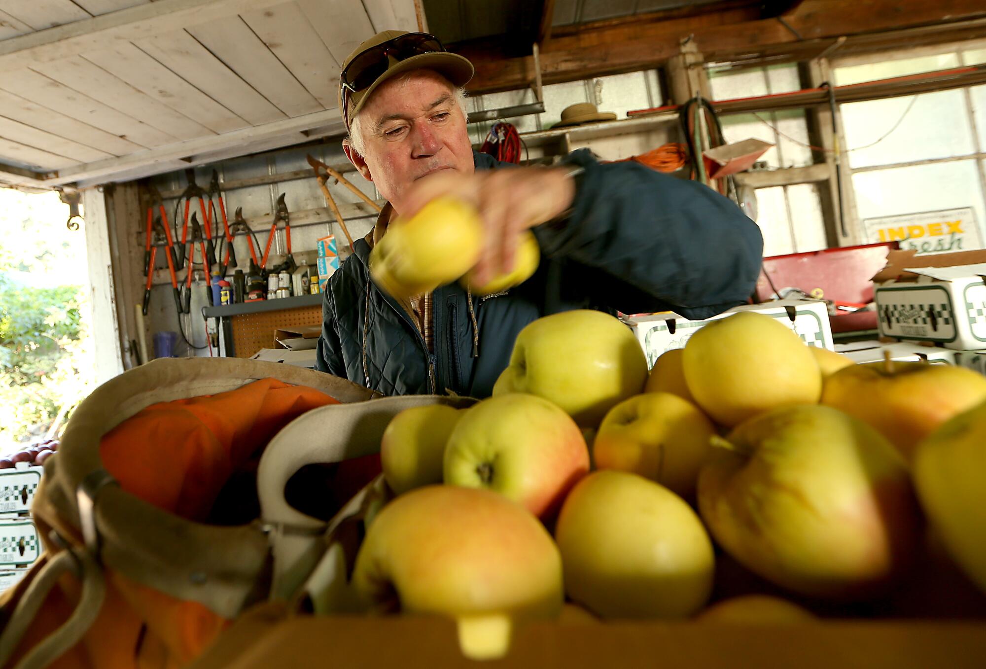 Mike Cirone boxes apples at his farm.