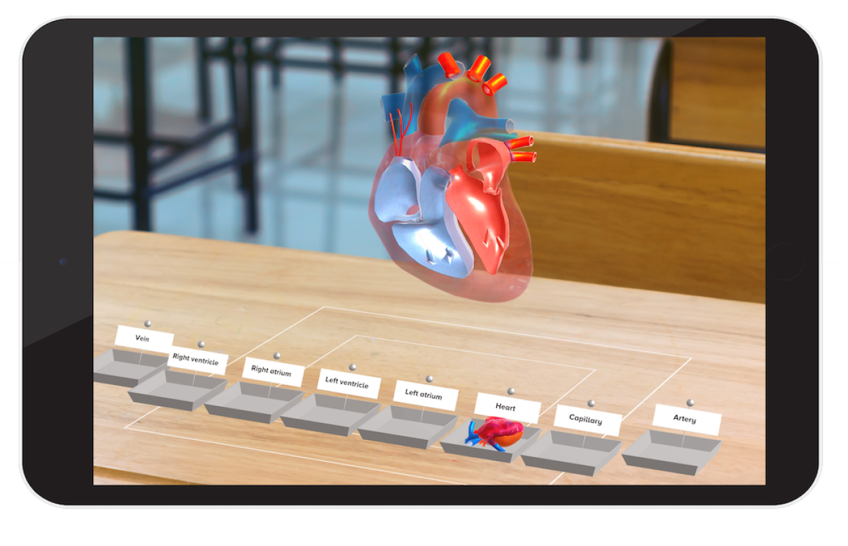 Circulatory System