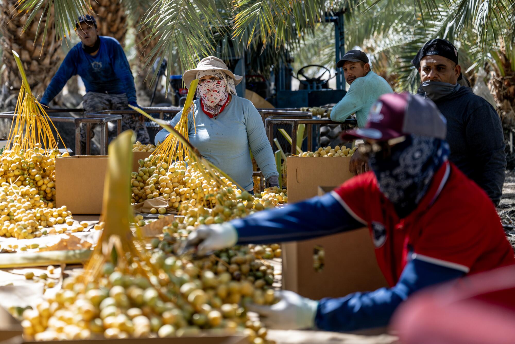 Farmworkers stand at a table outdoors, putting dates in boxes.