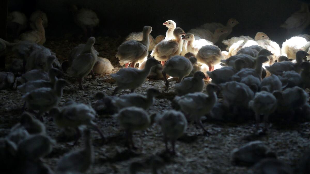 Turkeys stand inside a barn at a turkey farm in Iowa on Aug. 10, 2015.