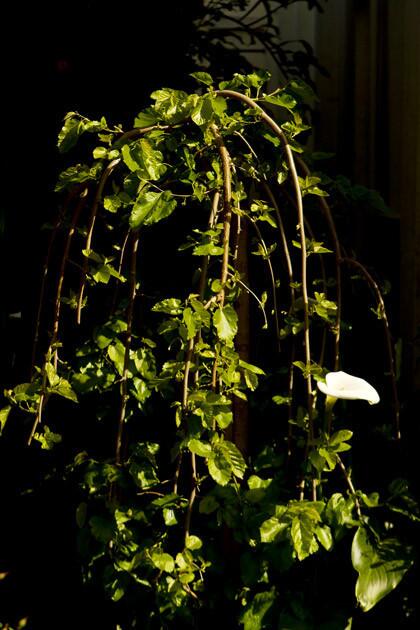 A hanging mulberry vine, accented with ¿