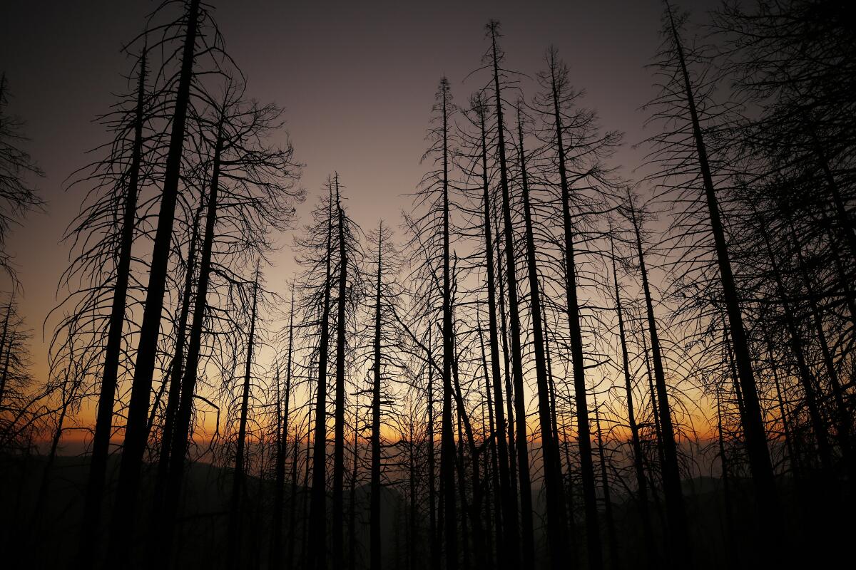 Trees in front of a sunset obscured by smoke-filled skies