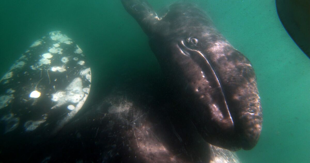 New peril for gray whale survival? Predatory orcas spotted in Baja calving lagoon