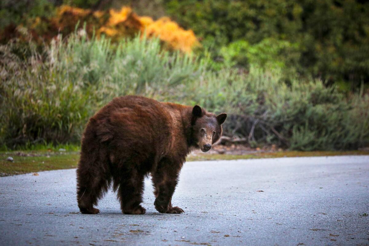 A black bear stands in a middle of a curving road, looking back at the camera.