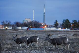 Colstrip, Montana, Monday, December 4, 2024 - Mule Deer roam the streets of Colstrip in the shadow of its power plant. Colstrip coal mine delivers power to Washington State and faces a possible shutdown or reduction of capacity, putting in doubt the future of a century old community that has thrived on it's existence. (Robert Gauthier/Los Angeles Times)