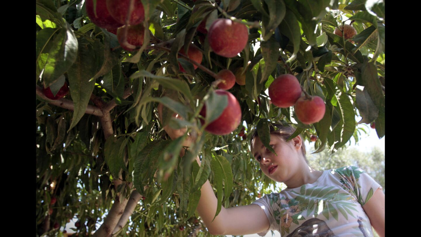 Macy picks peaches from one of the fruit trees at Taking the Reins.