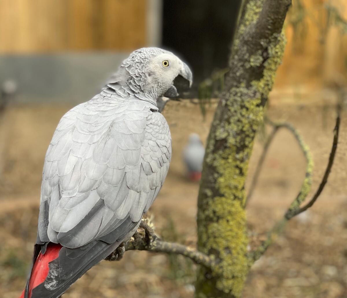 An African gray parrot at Lincolnshire Wildlife Centre in Friskney, England