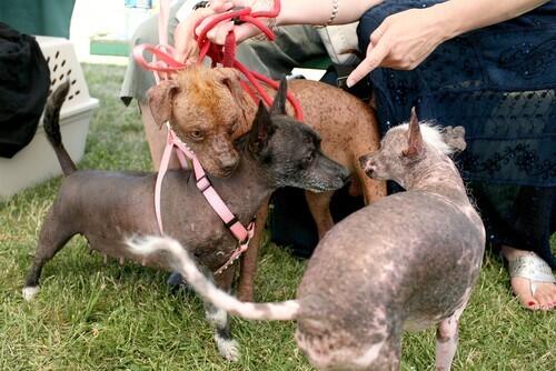 World's ugliest dog contest