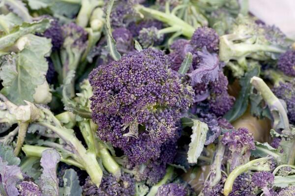 Purple sprouting broccoli
