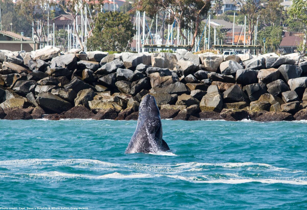 Gray whale calf breaching in front of Dana Point Harbor.