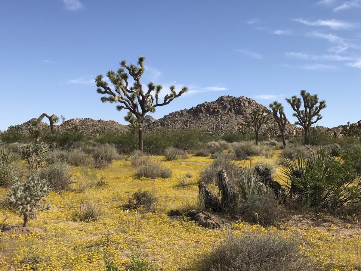 Joshua trees and yellow ground cover in the desert.