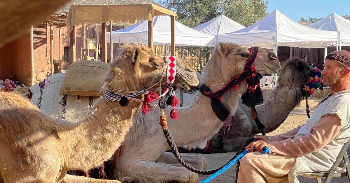 SoCal camels, livestock star in ‘Why the Nativity?’ documentary