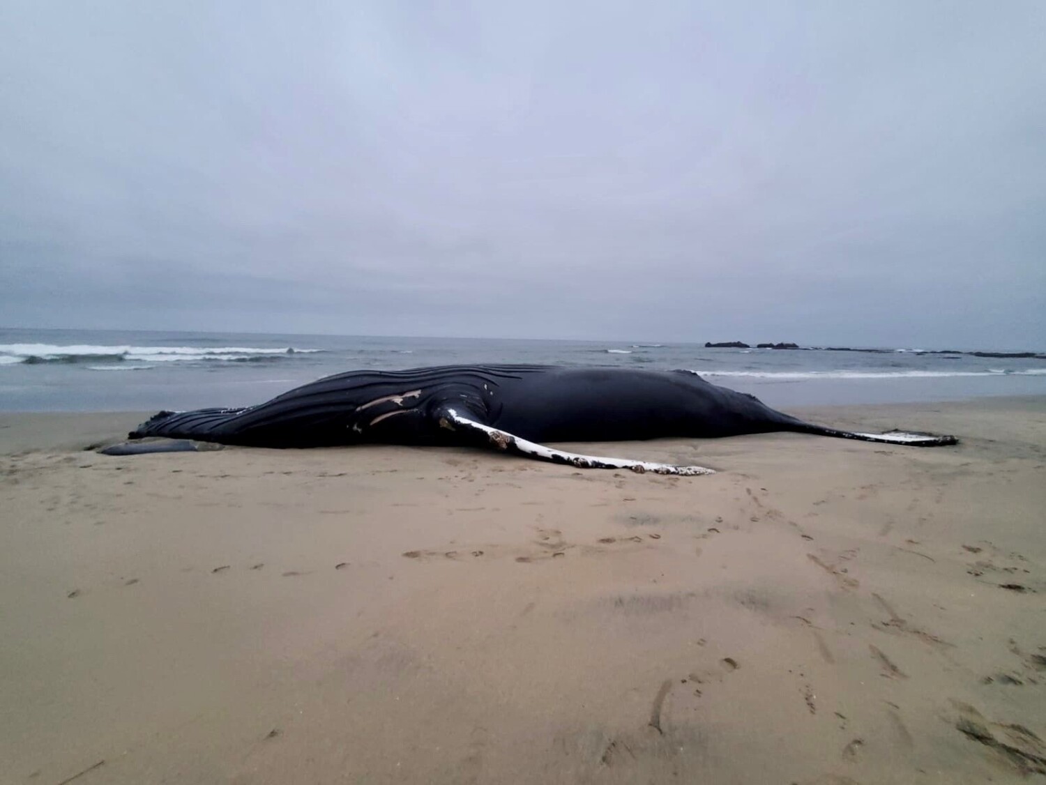 Dead 49-foot humpback whale washes ashore in Half Moon Bay