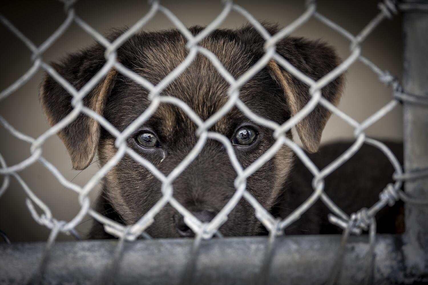 Image for display with article titled California Wants Better Animal Shelter Conditions, Stray Population Curbed