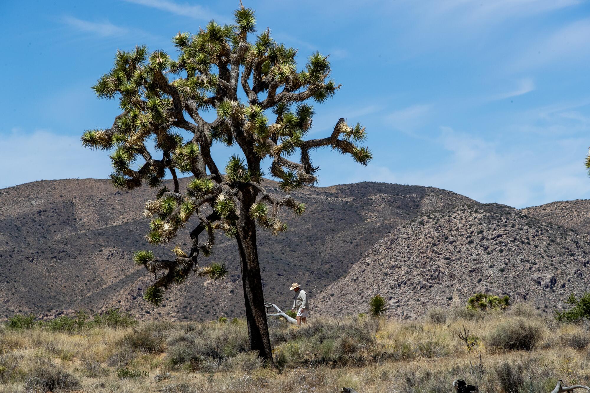 Desert Ecologist Jim Cornett walks toward an old Joshua Tree on his study site. 
