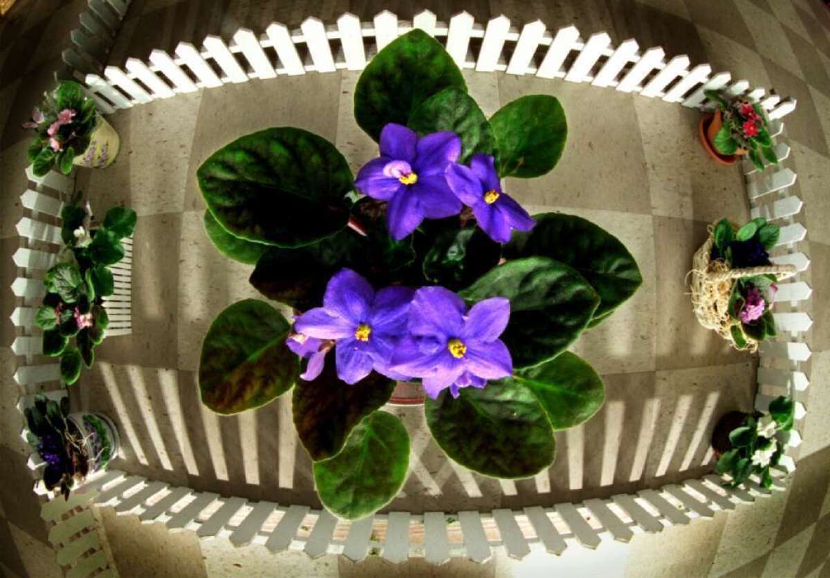 New research pinpointed the exact mutation that allows you to smell violets. The genetic basis for smelling malt, apples and blue cheese was also discovered.
