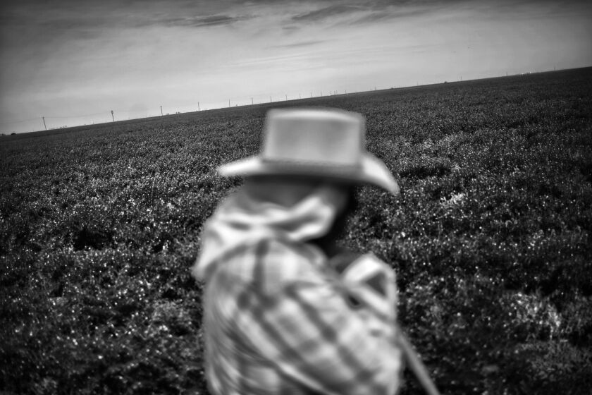 A worker stands in a bean field last year in drought-ravaged Huron, Calif.
