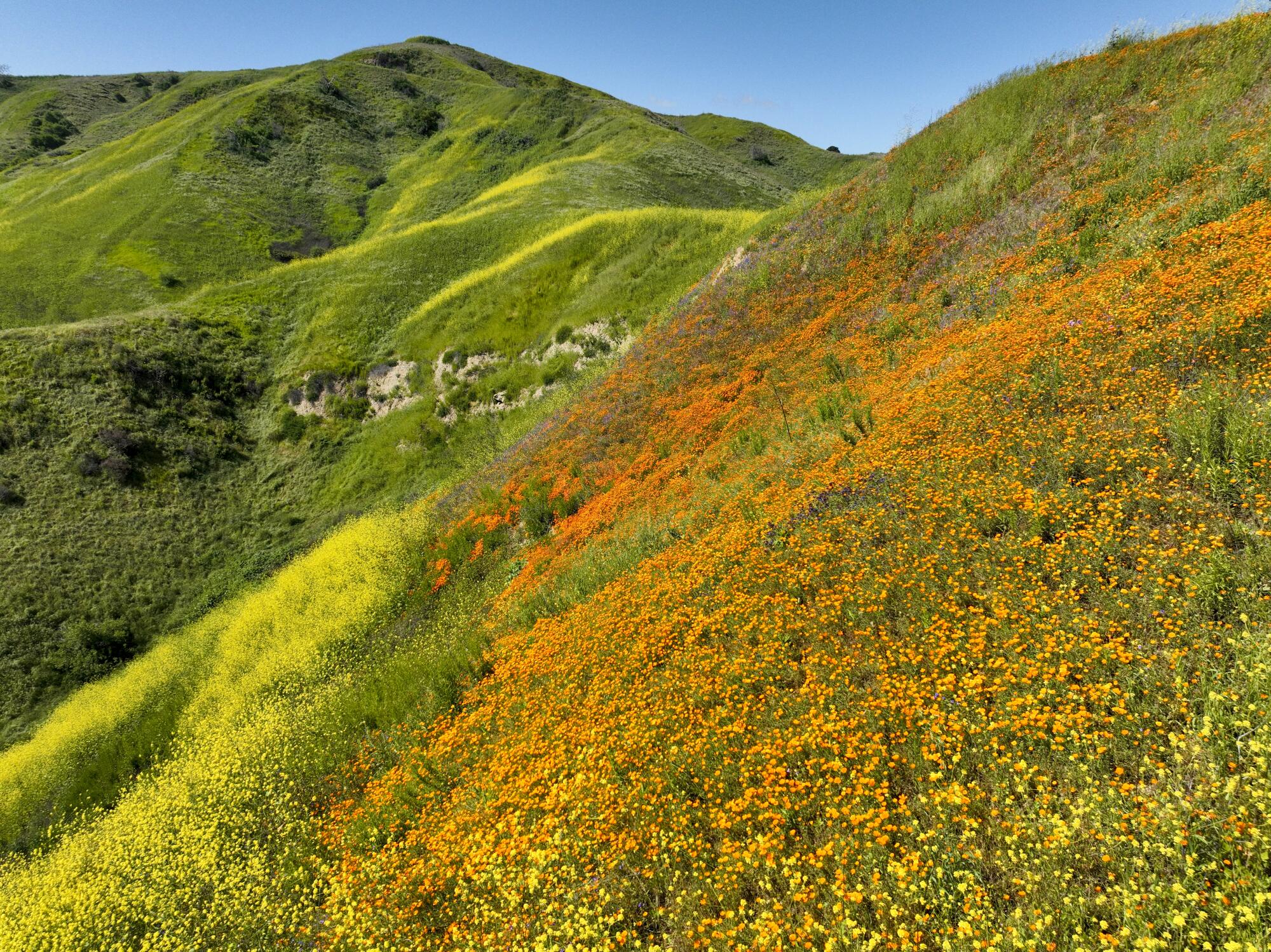 A hilly meadow is in full bloom covered in yellow and orange flowers over lush green grasses.