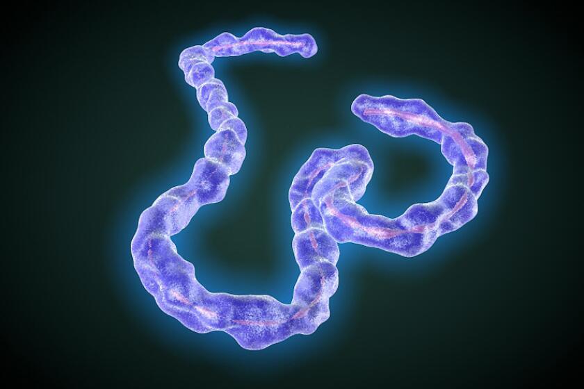 Marburg virus is closely related to Ebola virus (pictured). The two viruses, both members of the filovirus family, cause severe hemorrhagic fever in humans and non-human primates.