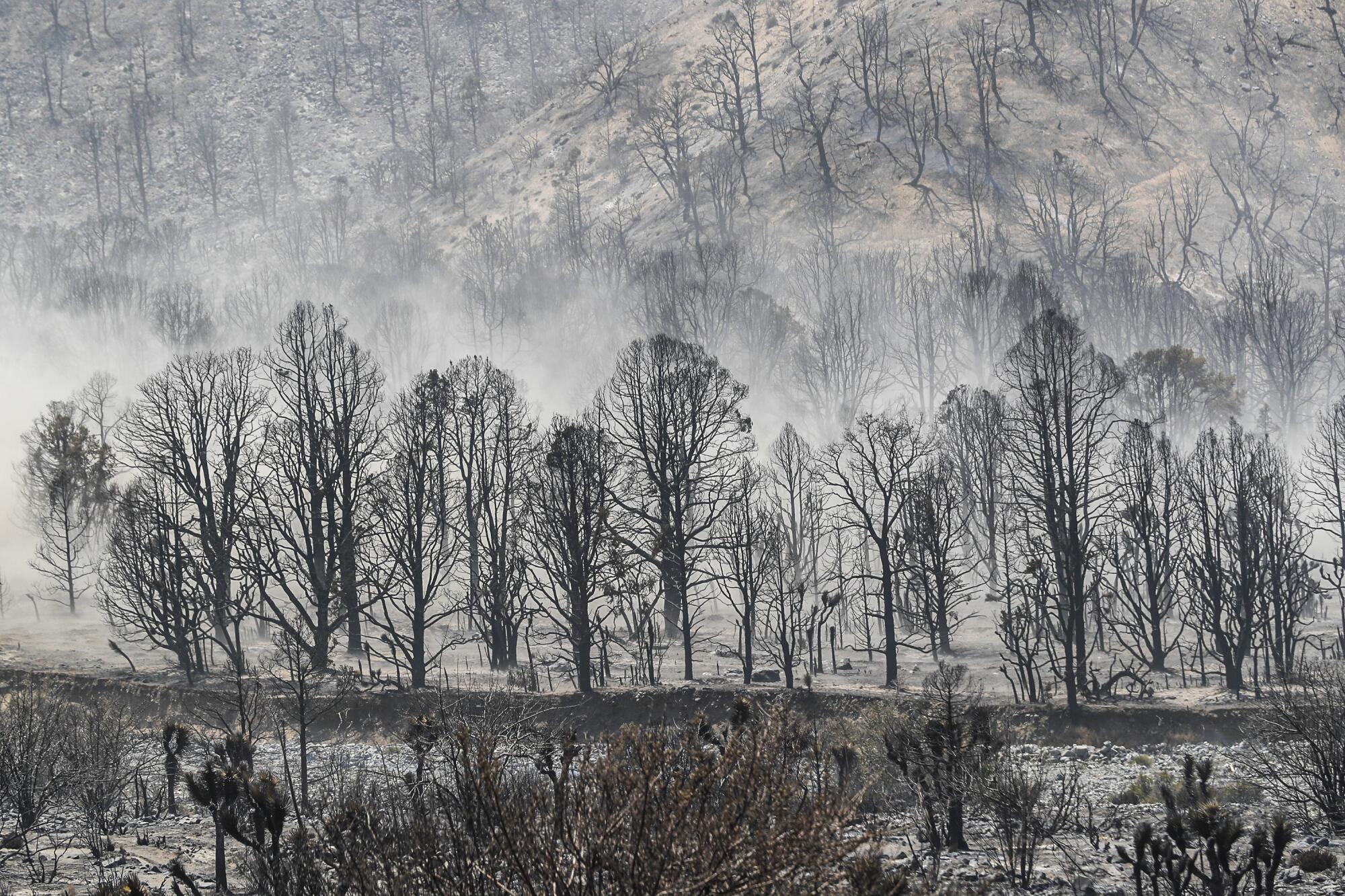 Dust blows through fire-scorched trees. 