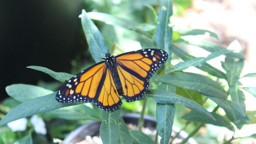 Grow Your Own Monarch Butterfly Habitat The San Diego Union Tribune