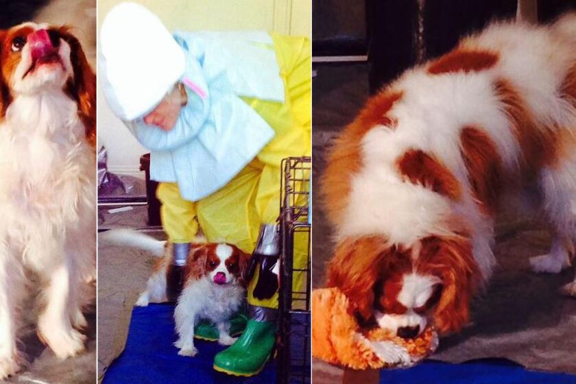 Ebola patient Nina Pham's dog, Bentley, is in quarantine at a decommissioned naval air base west of Dallas.