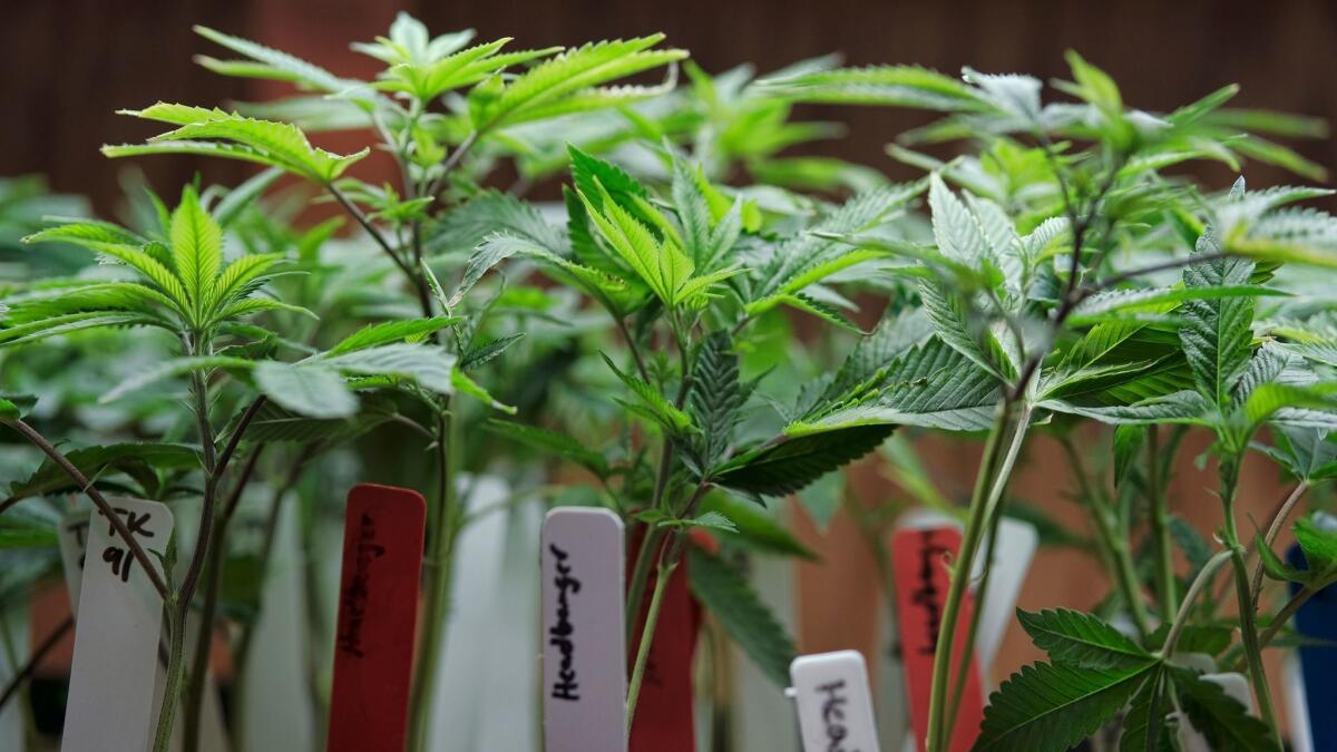 FILE - This April 15, 2017 file photo shows marijuana plants for sale at the ShowGrow dispensary a medical marijuana provider in downtown Los Angeles. This year is poised to be a big one for legalized marijuana, with California and other states that recently approved recreational pot coming online. Yet uncertainty over the Trump administration's intents toward pot enforcement has created at least partial paralysis in those states on public consumption, licensing and other issues. (AP Photo/Richard Vogel,File)