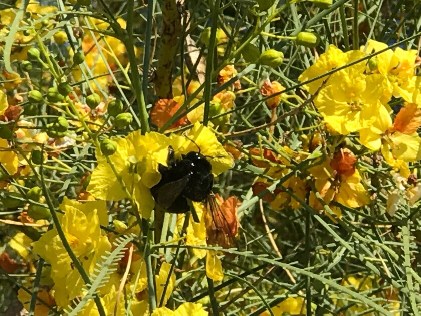 Carpenter bees love the wide-open flowers of Parkinsonia aculeata, a native Palo Verde tree.