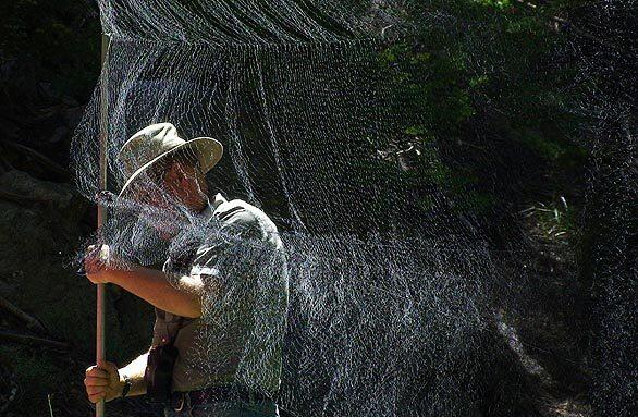 Phil Unitt, curator of the department of birds and mammals at the San Diego Natural History Museum, sets up a mist net to catch avian specimens in Tahquitz Valley. Biologists from the museum are conducting a centennial re-survey of the San Jacinto wilderness. The original expedition in 1908 by UC Berkeley's Museum of Vetebrate Zoology established a benchmark for gauging changes in Southern Californias biological landscape.