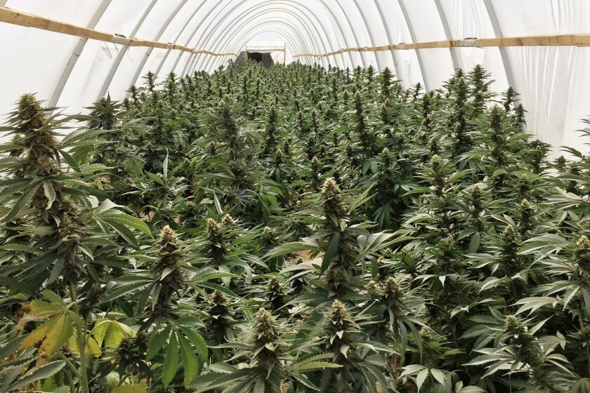 A photo from the Los Angeles County Sheriff's Dept. show marijuana plants inside an illegal grow operation in the Antelope Valley on June 8, 2021. Authorities seized tens of millions of dollars worth of illegal marijuana grown in the Antelope Valley, 70 miles north of Los Angeles. Twenty-three people were arrested in the crackdown and officials planned to bulldoze 500 illegal grows in the area
