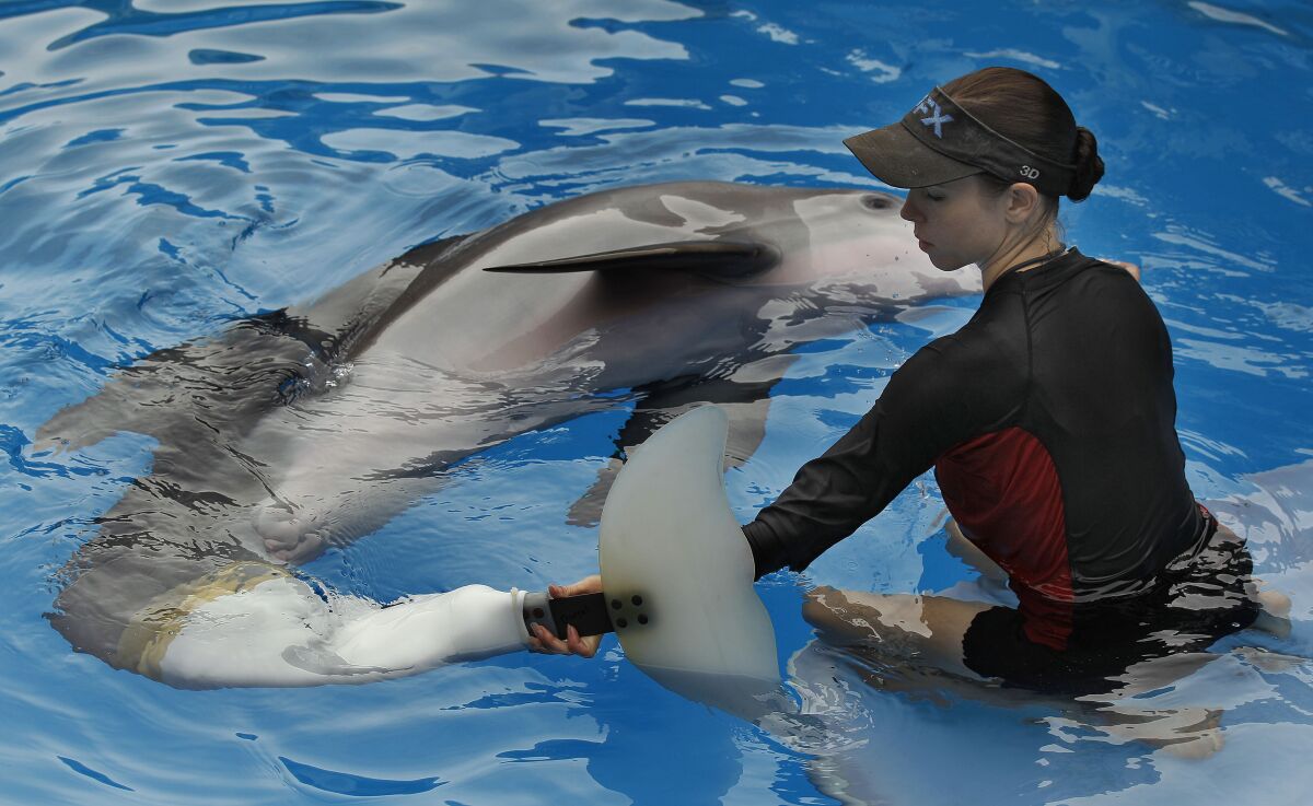 Mammal trainer Abby Stone works with Winter the dolphin in Clearwater, Fla., Aug. 3, 2011. 
