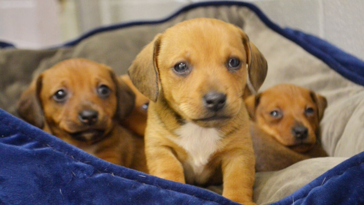 Puppies available for adoption