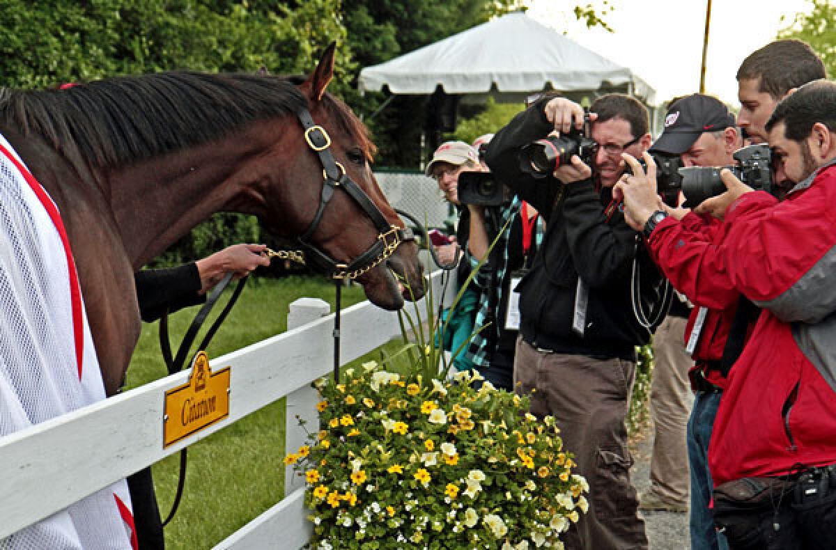 Kentucky Derby winner Orb grabs a snack from a flower basket outside the stakes barn at Pimlico Race Course on Wednesday.