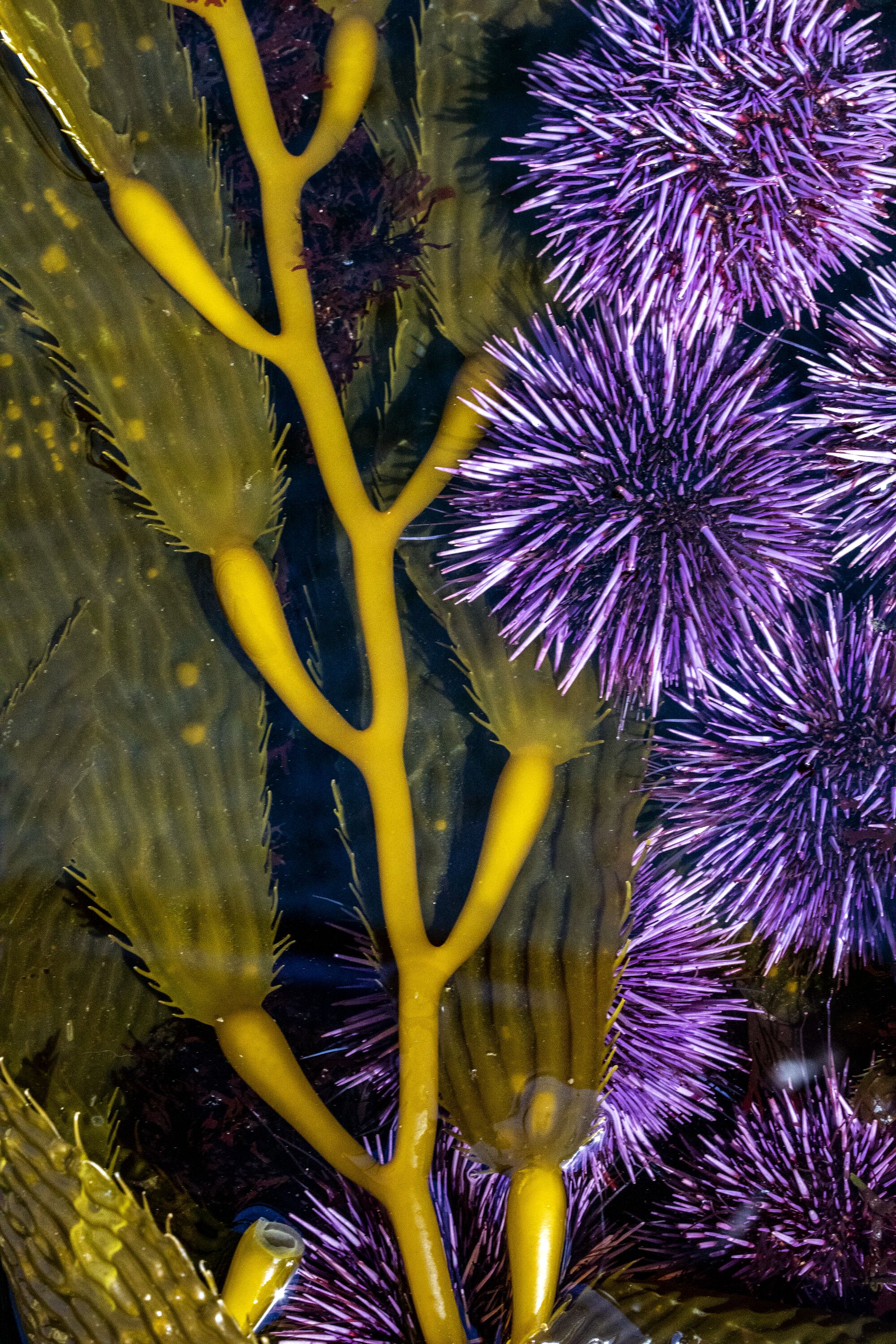 Purple urchins next to a vine of seaweed 