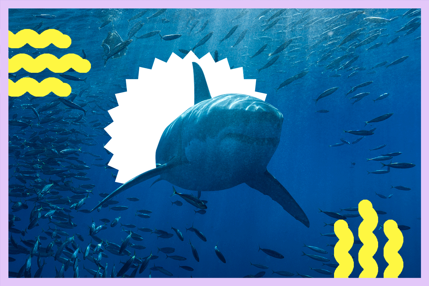 A white shark swimming through a school of mackerel in the Pacific Ocean.