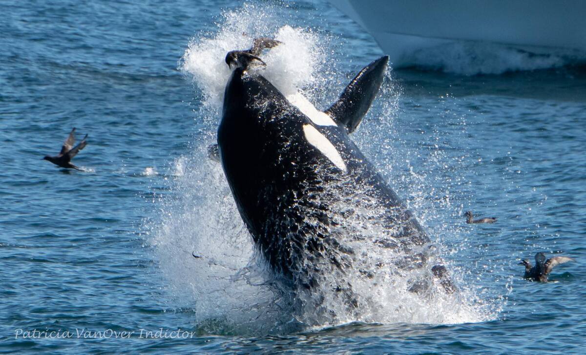 Killer whales toss shearwaters into the air during an encounter in Monterey Bay on June 20.