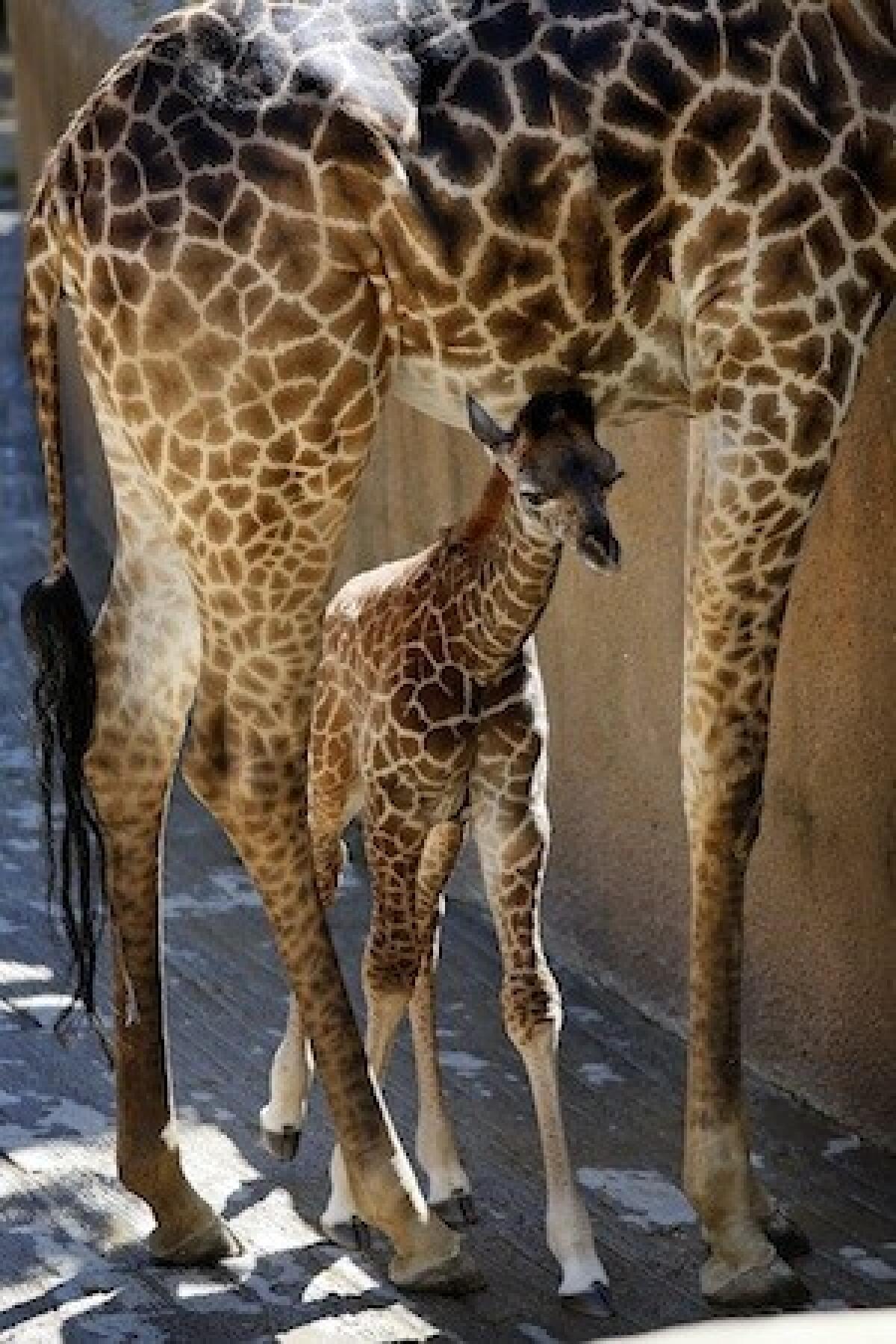 Giraffes at the L.A. Zoo are fed acacia branches removed from fragile coastal dunes at LAX.