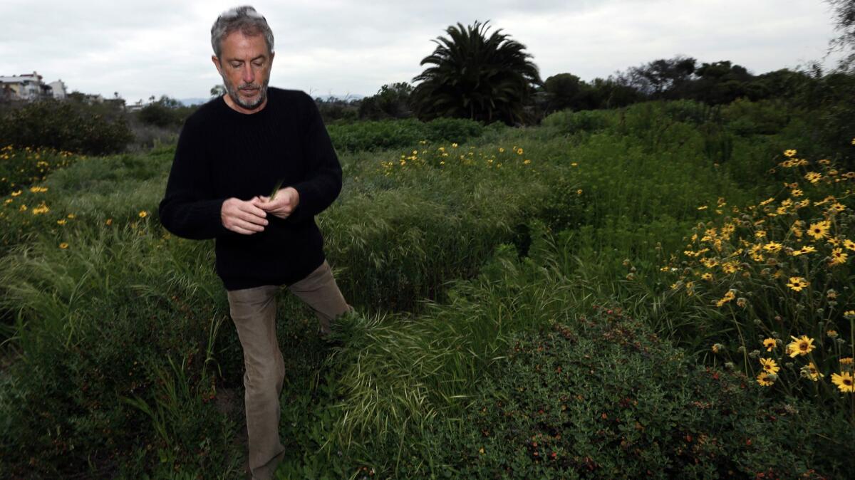 Scott H. Culbertson, executive director of the nonprofit Friends of Ballona Wetlands, is surrounded by Ripgut Brome, a non-native weed that has overtaken large areas of the wetlands in Playa del Rey.