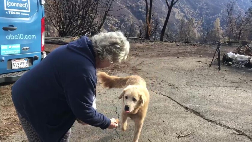 Despite the devastation all around him, Camp fire dog waited for ...