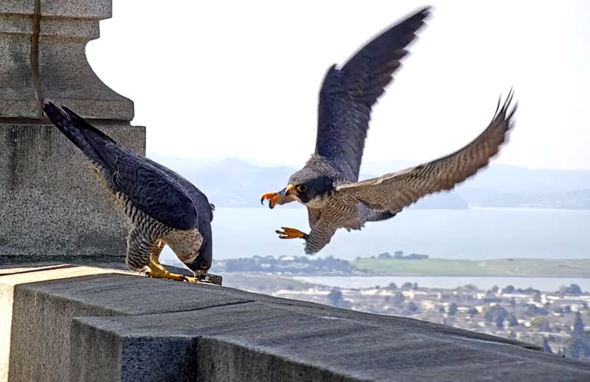 A falcon swoops in while another sits on a building ledge