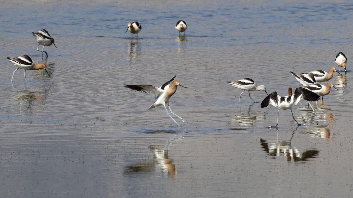 American avocets feed on brine flies along Owens Lake, designated a Western Hemisphere Shorebird Reserve Network site of international importance.