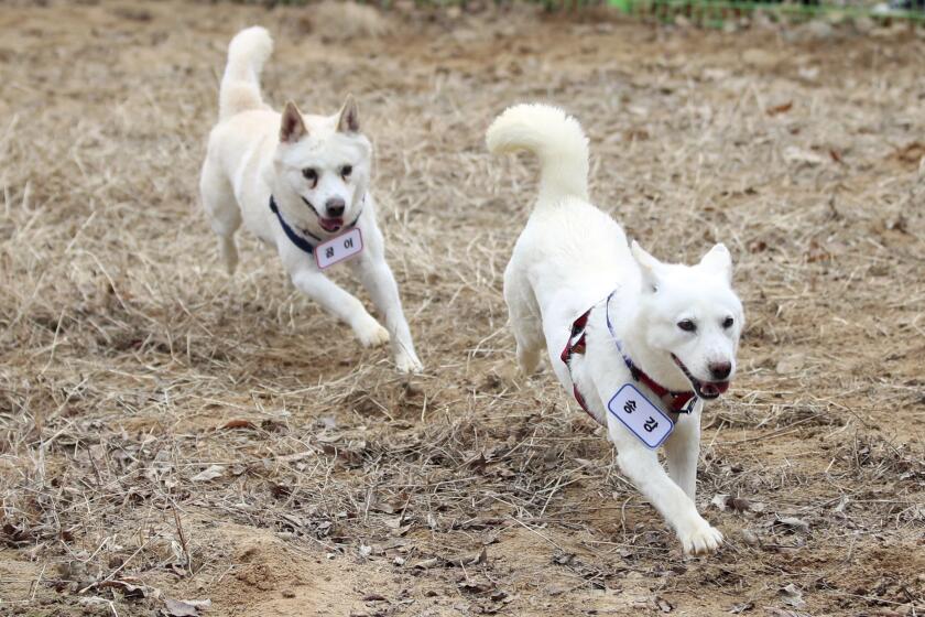 A pair of dogs, Gomi, left, and Songgang, are unveiled at a park in Gwangju, South Korea, Monday, Dec. 12, 2022. The dogs gifted by North Korean leader Kim Jong Un four years ago ended up being resettled at a zoo in South Korea following a dispute over who should finance the caring of the animals. (Chun Jung-in/Yonhap via AP)