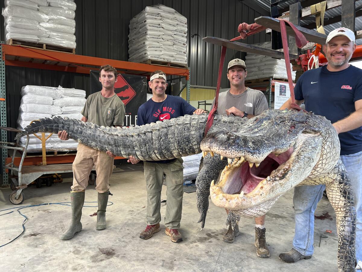 Alligator sport hunting team, with the help of a forklift, hold the alligator they caught