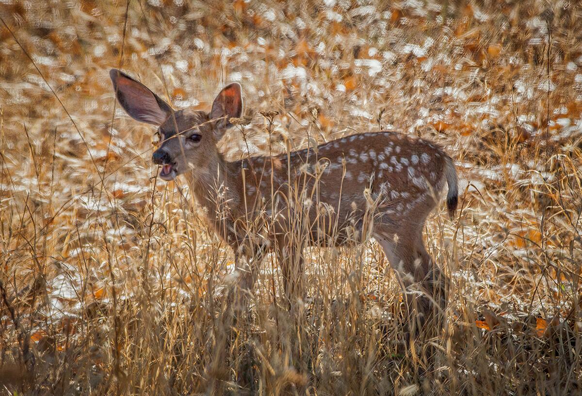 A hungry fawn.