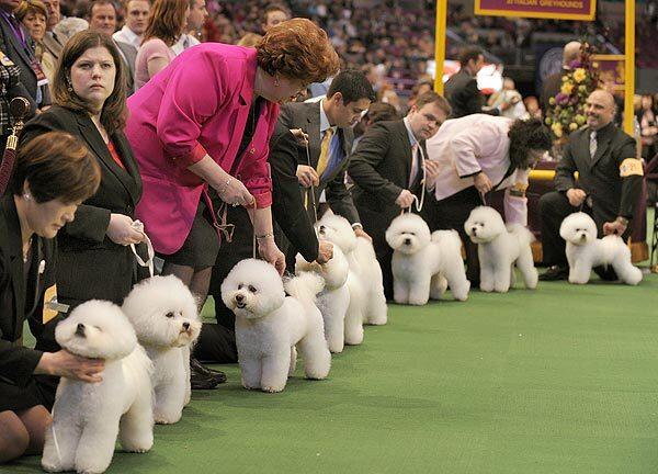 Bichon frises