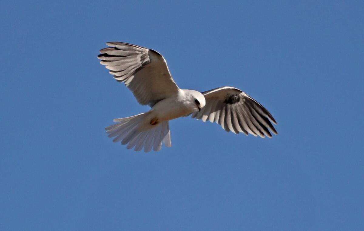 A white-tailed kite hunts on the open fields at Fairview Park in Costa Mesa in March 2020.