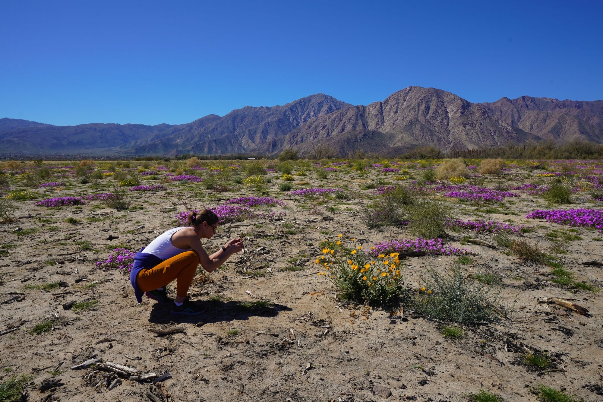 Jen Tokash from Los Angeles used her smartphone to take close-up photos at Anza-Borrego Desert State Park on Tuesday.